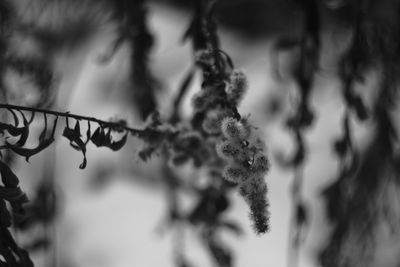 Close-up of flower on twig