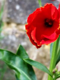 Close-up of red rose blooming outdoors
