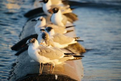 Close-up of seagull perching on a sea