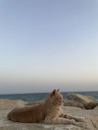 Katze am meer