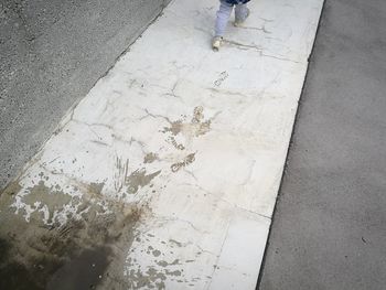 Close-up high angle view of lizard