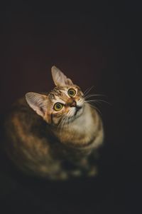 High angle view of cat in dark