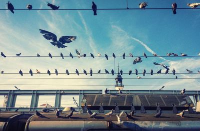 Low angle view of seagulls flying against sky