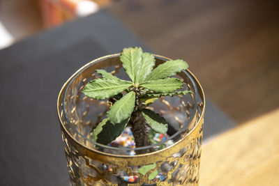 High angle view of small potted plant on glass