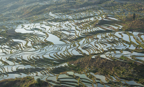 High angle view of rice paddy