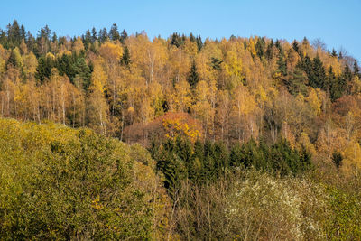 Scenic view of forest during autumn