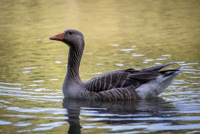 Duck swimming in lake