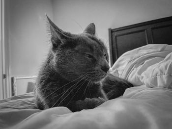 Close-up of cat resting on bed at home