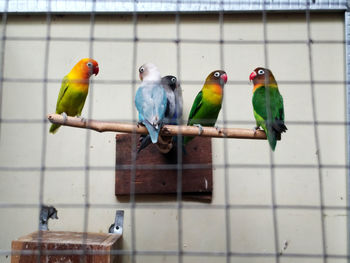 Close-up of parrot perching on metal in cage