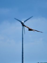 Low angle view of bird flying against clear sky