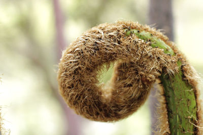 Close-up of dried plant
