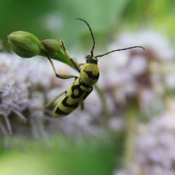 Close-up of insect on plant