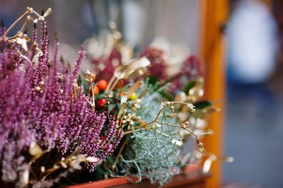 Close-up of purple flowering plant