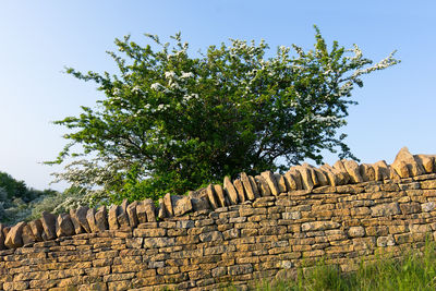 Low angle view of old tree against sky