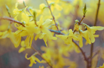 Close-up of yellow flowering plant