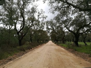 Dirt road along trees and plants