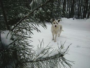 Sheep on tree during winter