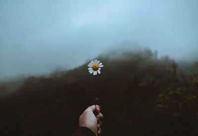 Close-up of hand holding flower against sky