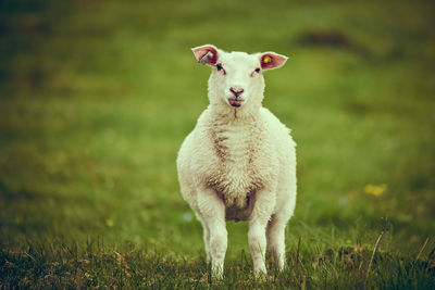 Portrait of sheep on grass