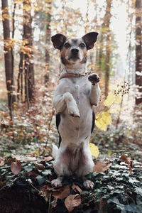 Dog sitting in a forest