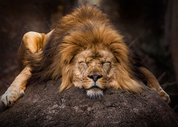 Close-up of lion resting on rock