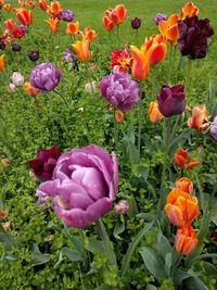 Close-up of fresh purple tulips in field