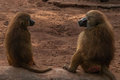 Two baboons are starring at each other 