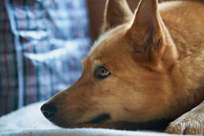 Close-up of dog looking away