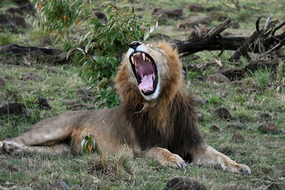 Lioness sitting on field