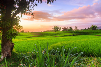 Scenic view of agricultural field against sky during sunset