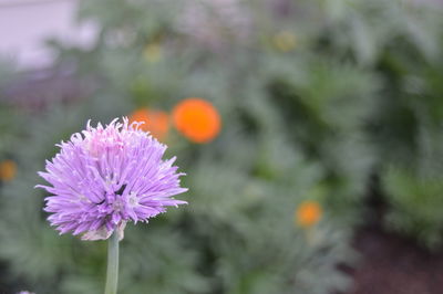 Close-up of pink flower