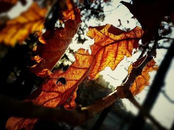 Close-up of maple leaves