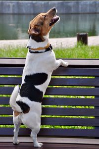 Close-up of dog sitting outdoors