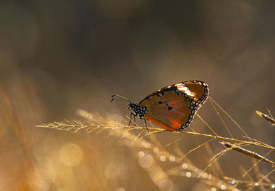 Butterfly on plant
