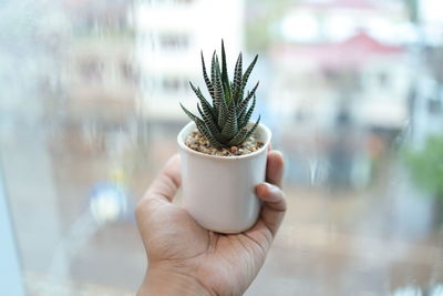 Close-up of hand holding potted plant
