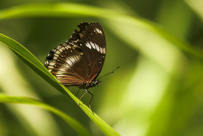 Close-up of butterfly on leaf