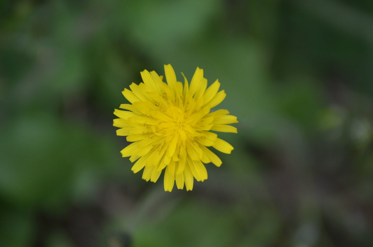 CLOSE-UP OF YELLOW FLOWER ON PLANT