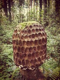 Close-up of tree trunk in forest