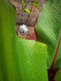 Close-up of green leaves