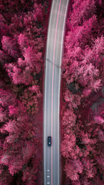 High angle view of pink flowering trees