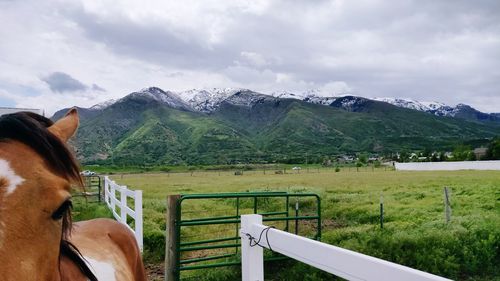 Horse standing in a field