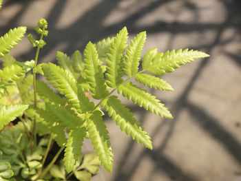 Close-up of fern leaves