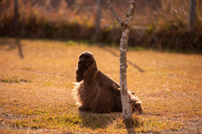 View of a bird on field