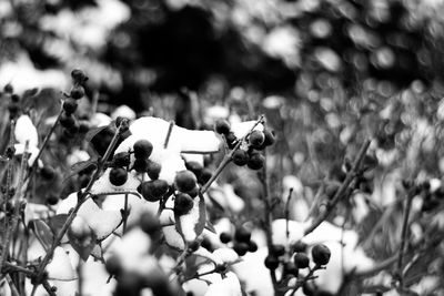 Close-up of flowers on plant