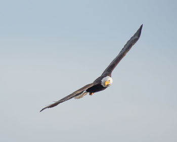 Low angle view of eagle flying against clear sky