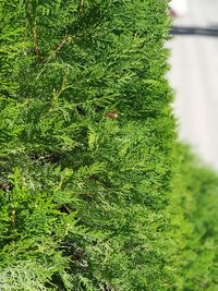 High angle view of trees growing on field