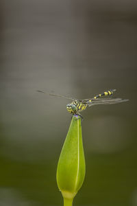 Close-up of dragonfly on flower