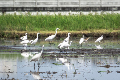 Flock of birds in lake