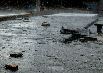 Close-up of turtle in water