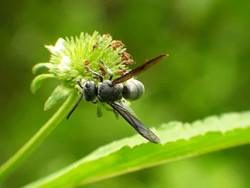 Close-up of insect on flower